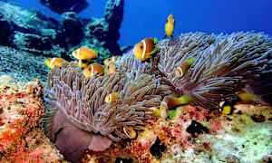 Fargerike klovnefisker svømmer rundt sjøanemoner på havbunnen. (AI-generert tekst)