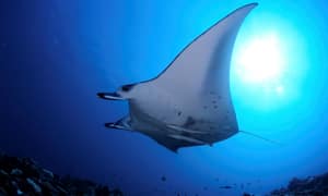 En manta som svømmer i et blått undervannsmiljø. (AI-generert tekst)