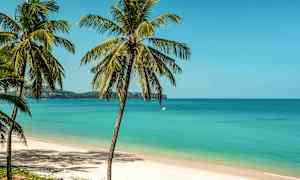 Flere palmer står ved en sandstrand med turkist hav og klar blå himmel i bakgrunnen. (AI-generert tekst)