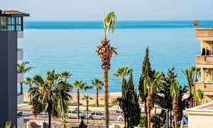 Palmer nær sjøen, med bygninger på siden. (AI-generert tekst)