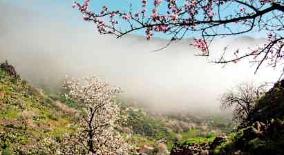Vakker dal med blomstrende mandeltrær og tåkelandskap. (AI-generert tekst)