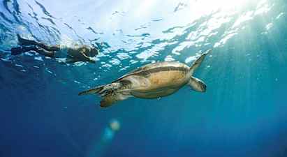En person snorkler ved siden av en skilpadde under vannet med sollys som skinner gjennom overflaten. (AI-generert tekst)