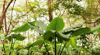 Grønne blader i en skog. (AI-generert tekst)