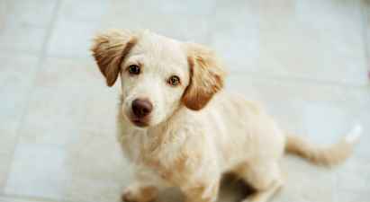 En liten lys hund sitter på et gulv. (AI-generert tekst)