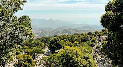 Utsikt over en skogkledd fjellskråning med fjellene i bakgrunnen. (AI-generert tekst)