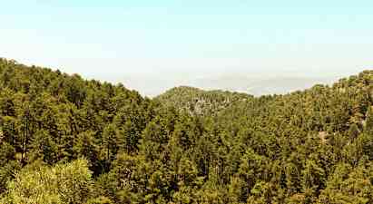 En tett skog dekker et kupert landskap under en klar himmel. (AI-generert tekst)