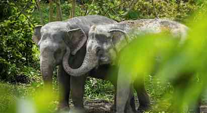 To elefanter står nær hverandre i en frodig omgivelse. (AI-generert tekst)