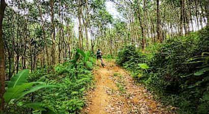 Person sykler opp langs en skogssti omgitt av trær og grønt. (AI-generert tekst)