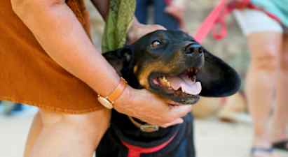 En person klapper en svart hund som har åpen munn og har på seg et bånd. (AI-generert tekst)