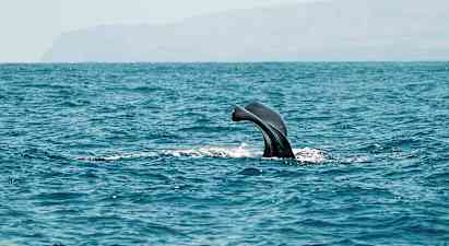 En hvalfinne er synlig over havoverflaten. (AI-generert tekst)