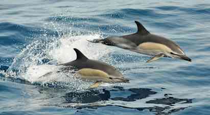 To delfiner hopper gjennom vannet. (AI-generert tekst)