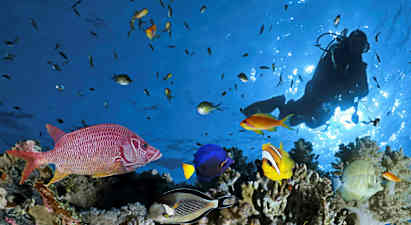 En gruppe fargerike fisker og en dykker ved et korallrev. (AI-generert tekst)