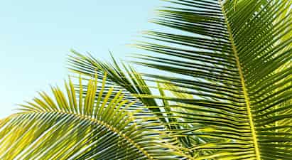 Madeira-aften – nyhet!