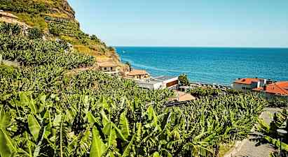 Smaken av Madeira – de søte Madeira-bananene