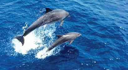 Cruise Cormoran Dolphin Watch