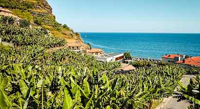 Smaken av Madeira – de søte Madeira-bananene