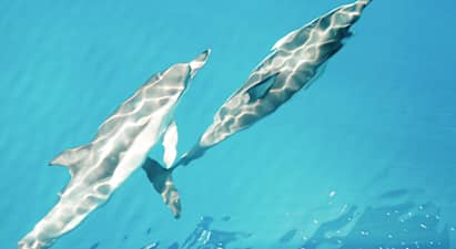 Cruise Cormoran Dolphin Watch