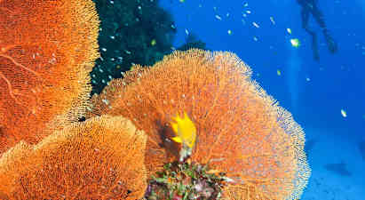 Discover Scuba Diving, Phuket
