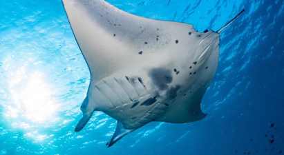 Snorkeling Safari Racha Yai