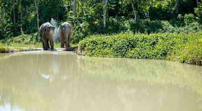 Phuket Elephant Sanctuary