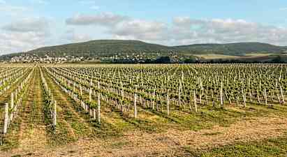 Wine your way - bli kjent med bulgarske viner
