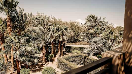 Utsikt fra en balkong over en hage med palmer og busker under en klar himmel. (AI-generert tekst)