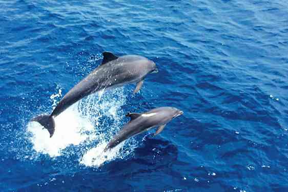 Bilde av to delfiner som hopper opp av det blå havet. (AI-generert tekst)