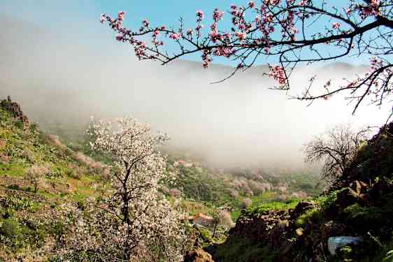 Vakker dal med blomstrende mandeltrær og tåkelandskap. (AI-generert tekst)
