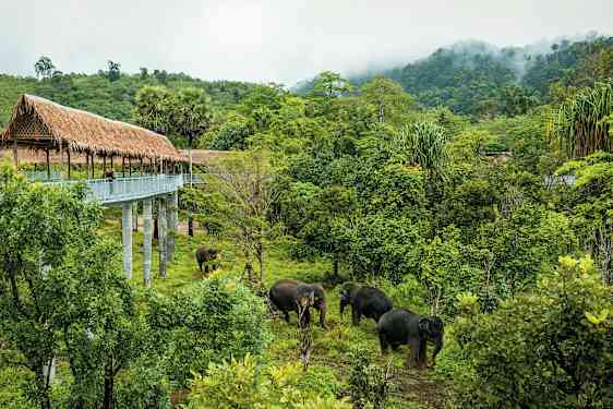 En gangbro med et stråtak over grøntområder og et par elefanter. (AI-generert tekst)