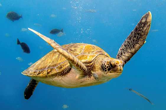 En havskilpadde svømmer i klart vann med fisk rundt seg. (AI-generert tekst)