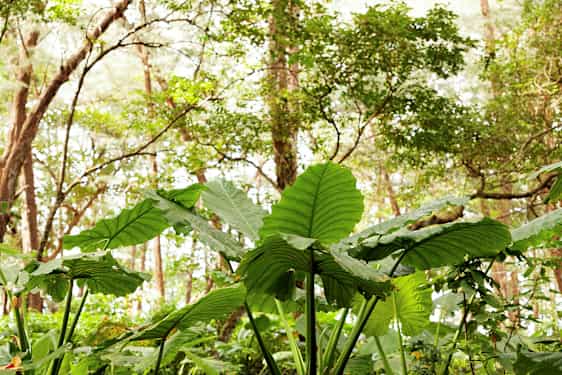 Grønne blader i en skog. (AI-generert tekst)