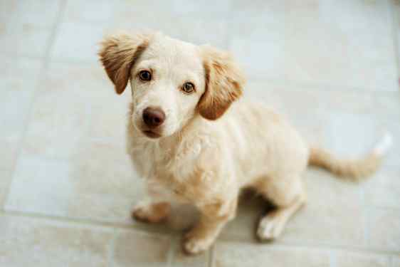 En liten lys hund sitter på et gulv. (AI-generert tekst)