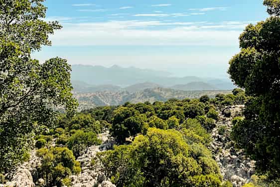 Utsikt over en skogkledd fjellskråning med fjellene i bakgrunnen. (AI-generert tekst)