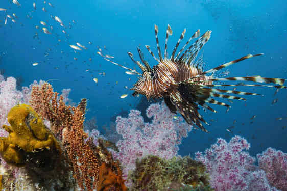 En tropisk fisk med spisse finner svømmer over et fargerikt korallrev. (AI-generert tekst)