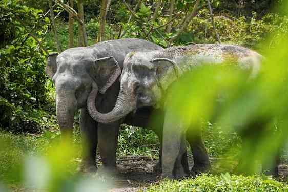 To elefanter står nær hverandre i en frodig omgivelse. (AI-generert tekst)