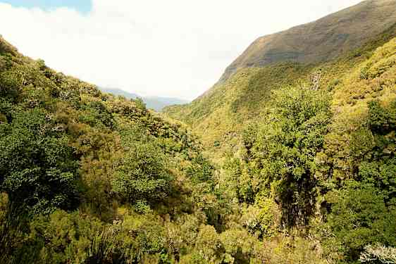 En grønn skog i en dal med fjell i bakgrunnen. (AI-generert tekst)