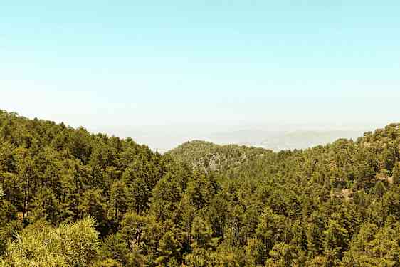 En tett skog dekker et kupert landskap under en klar himmel. (AI-generert tekst)