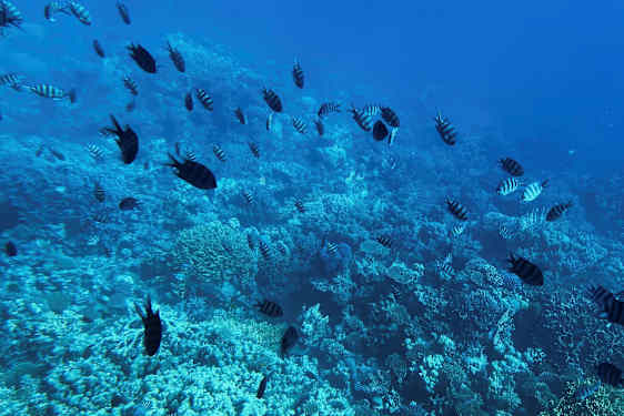 Korallrev under vann med fisk. (AI-generert tekst)