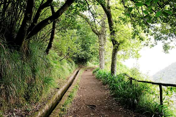 En sti omgitt av frodige trær og vegetasjon, med en smal vannkanal ved siden av. (AI-generert tekst)