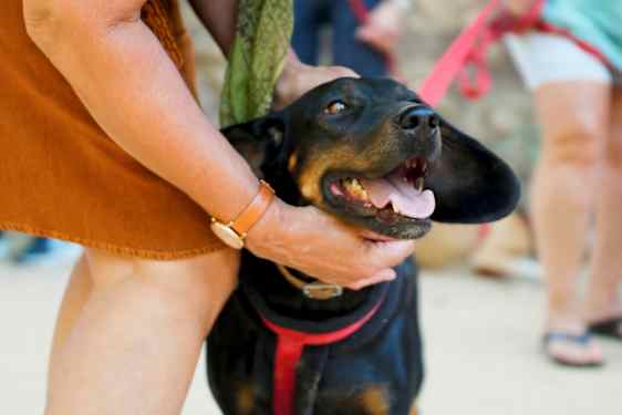 En person klapper en svart hund som har åpen munn og har på seg et bånd. (AI-generert tekst)