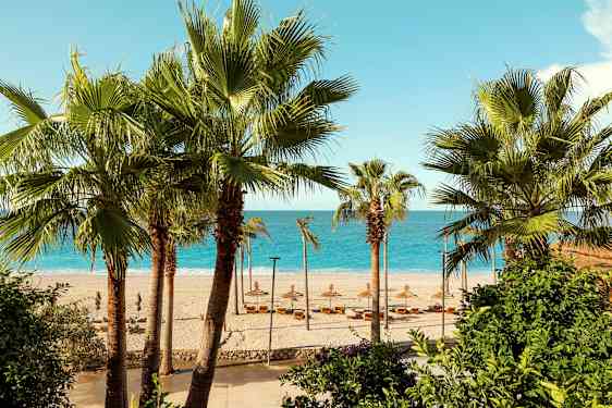 Strand med palmer i forgrunnen og havet i bakgrunnen. (AI-generert tekst)