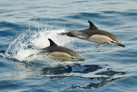 To delfiner hopper gjennom vannet. (AI-generert tekst)