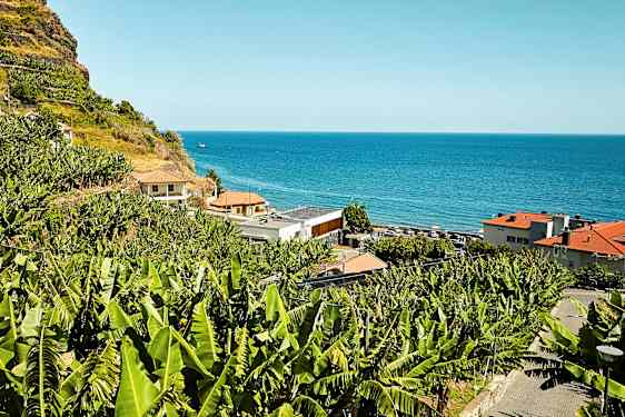 En skråning med bananplanter ved havet. (AI-generert tekst)