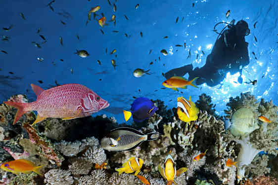 En gruppe fargerike fisker og en dykker ved et korallrev. (AI-generert tekst)