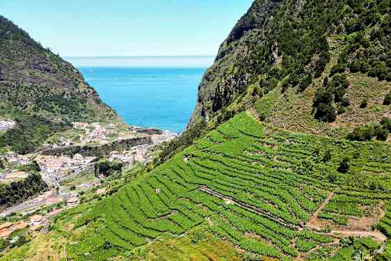 Terrasserte vinmarker på en skråning med en kystby og havet i bakgrunnen. (AI-generert tekst)