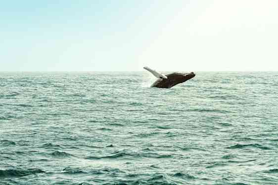 PUJ Whale Watching by bus and boat (full day) (WHAB)