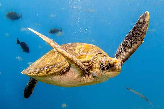 TFS Discover scuba diving (SCUD)