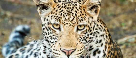 Leopard i Botswana
