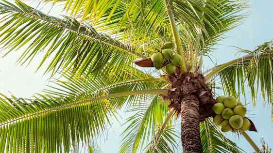 Palme
