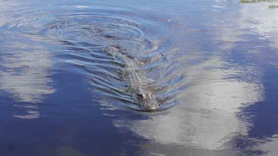 Alligator i Everglades